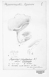 Psathyrella cernua image